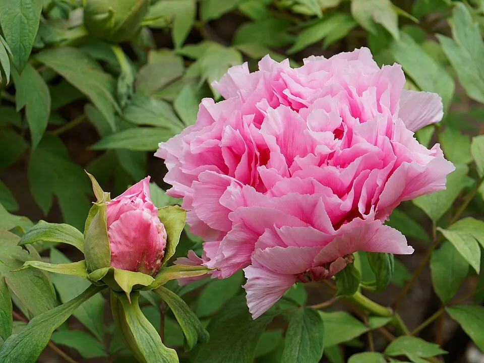 Fás bazsarózsa / Paeonia suffruticosa