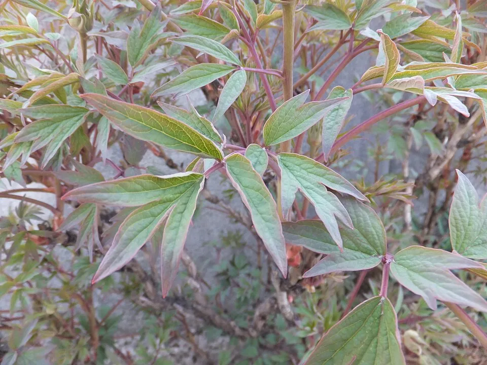 Fás bazsarózsa / Paeonia suffruticosa