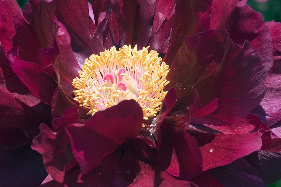 Fás bazsarózsa / Paeonia suffruticosa