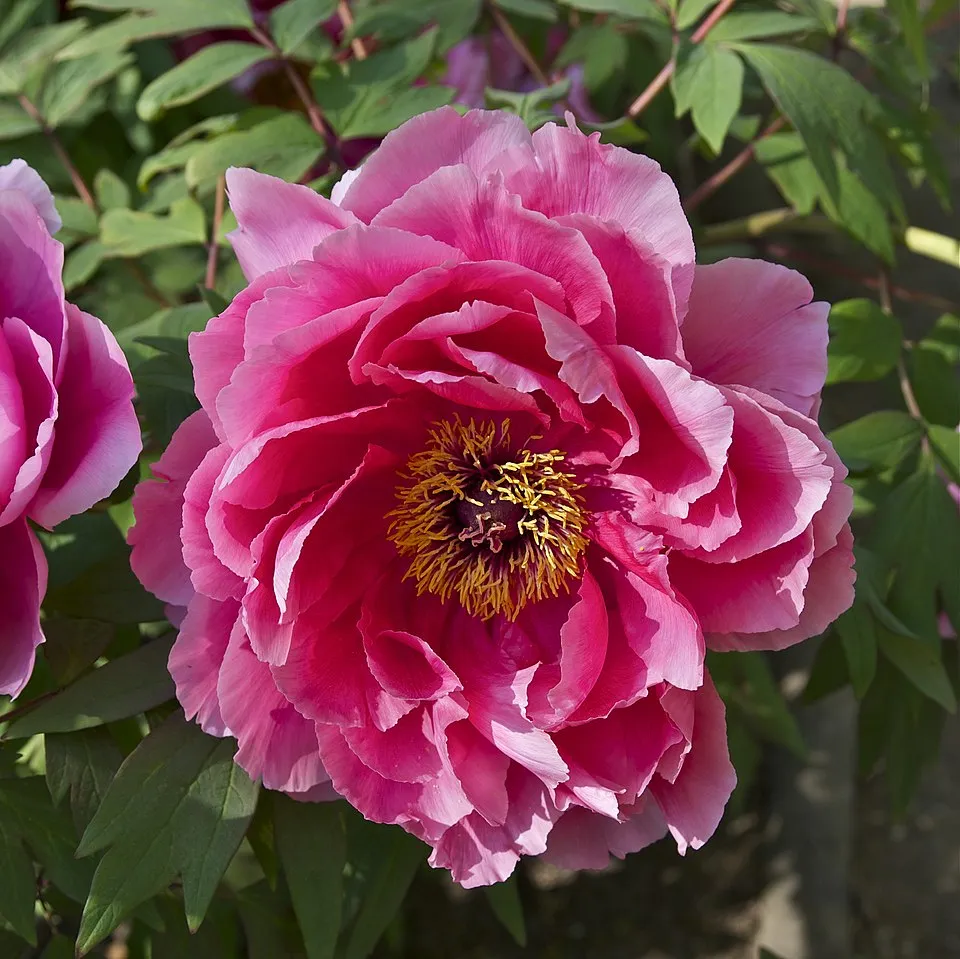 Fás bazsarózsa / Paeonia suffruticosa