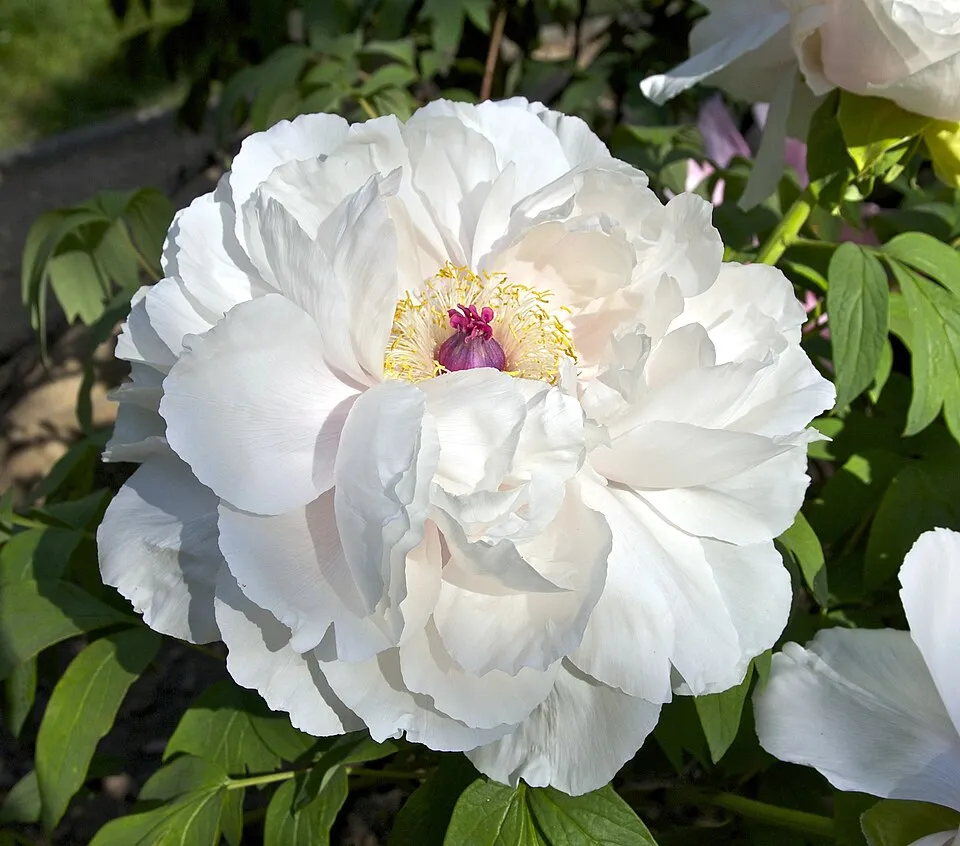 Fás bazsarózsa / Paeonia suffruticosa