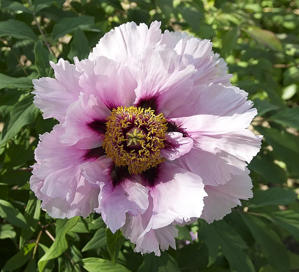 Fás bazsarózsa / Paeonia suffruticosa