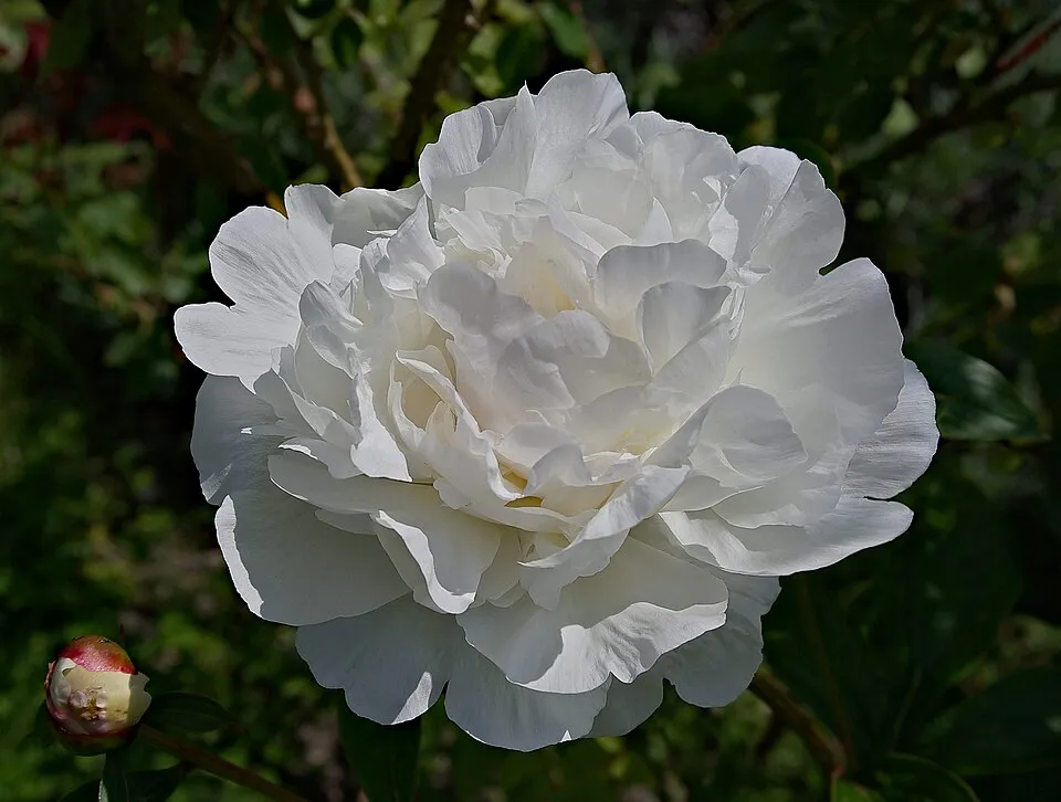 Fás bazsarózsa / Paeonia suffruticosa