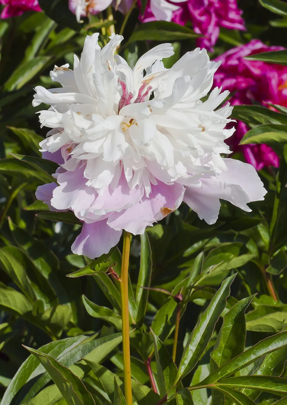Fás bazsarózsa / Paeonia suffruticosa