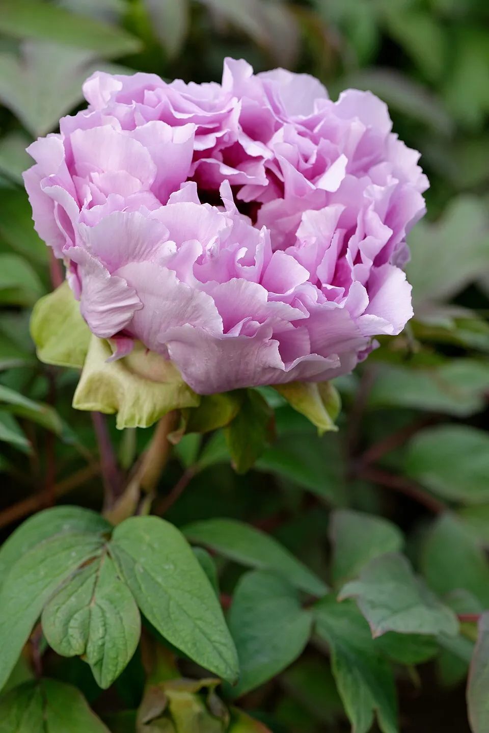 Fás bazsarózsa / Paeonia suffruticosa