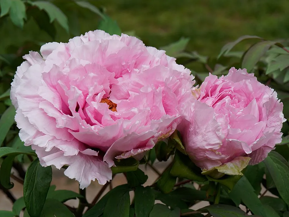 Fás bazsarózsa / Paeonia suffruticosa