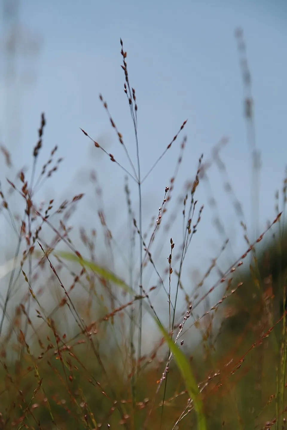 Vesszős köles / Panicum virgatum 'Heavy Metal'