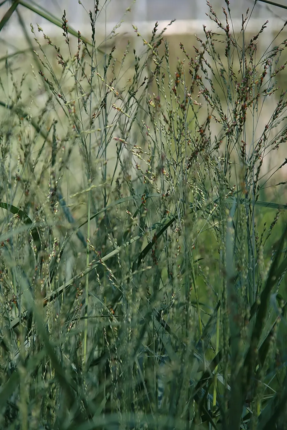 Vesszős köles / Panicum virgatum 'Heavy Metal'