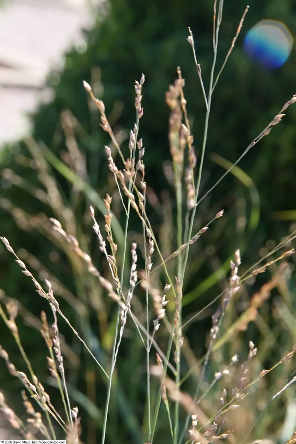 Vesszős köles / Panicum virgatum 'Heavy Metal'