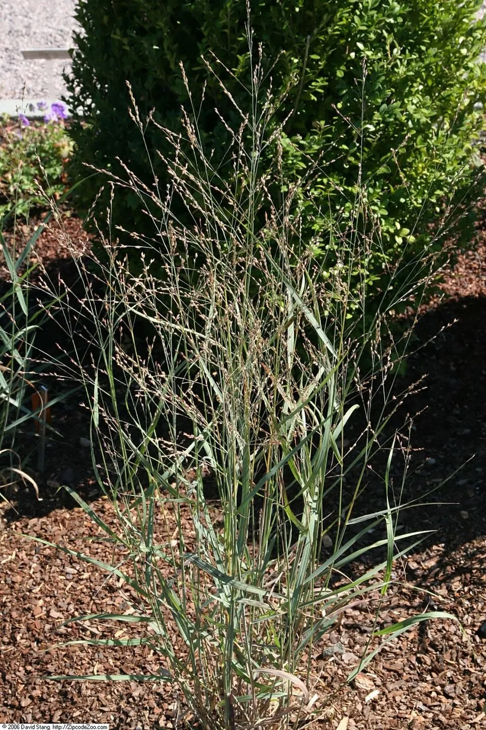 Vesszős köles / Panicum virgatum 'Heavy Metal'