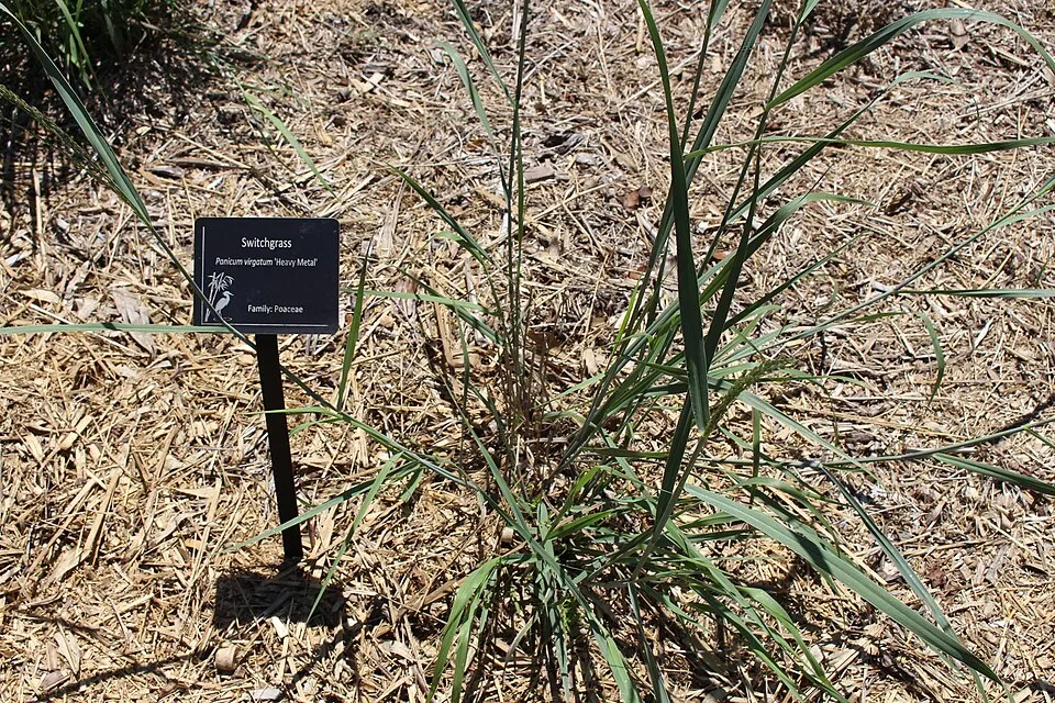 Vesszős köles / Panicum virgatum 'Heavy Metal'