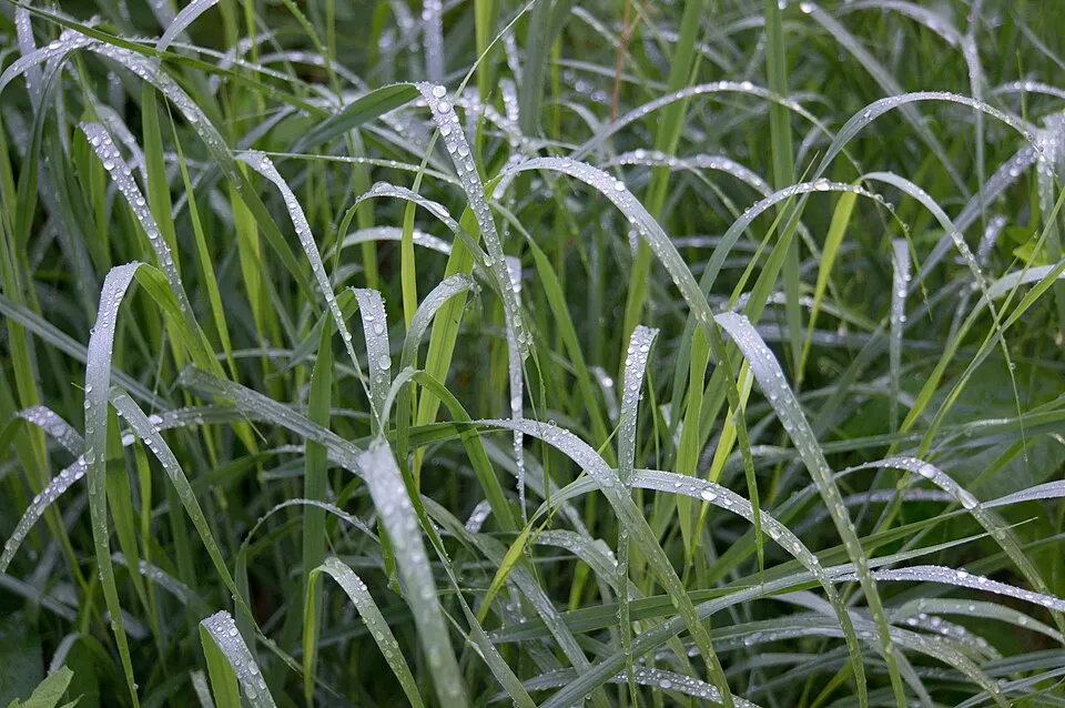 Vesszős köles / Panicum virgatum 'Heavy Metal'
