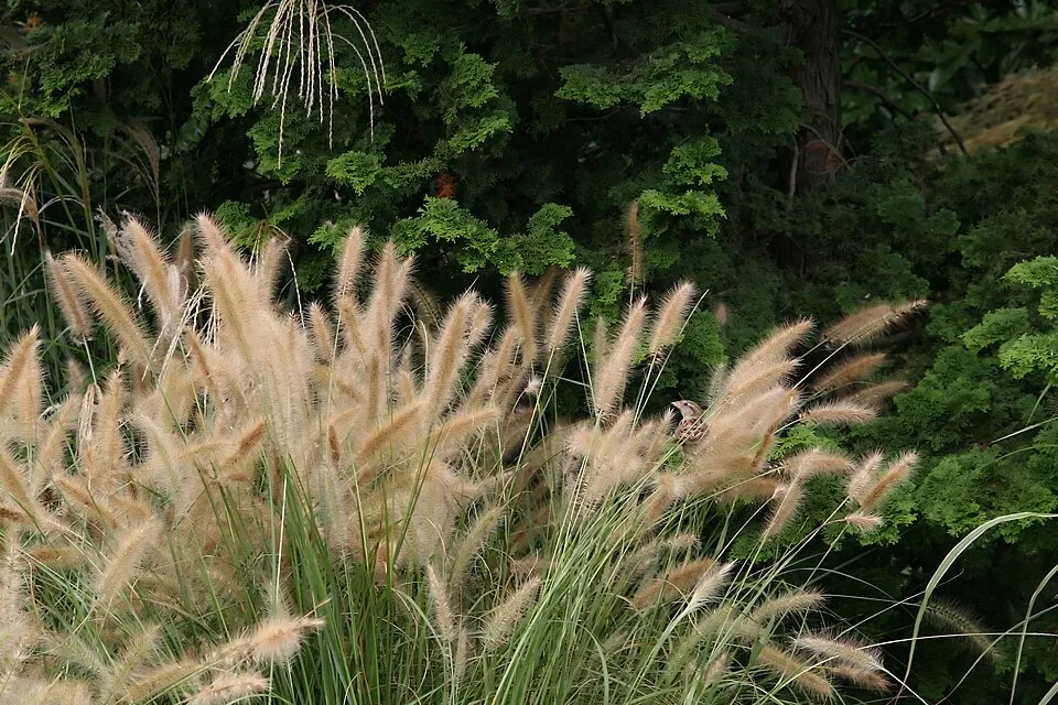 Amerikai díszköles / Panicum virgatum 'Sheandoah'