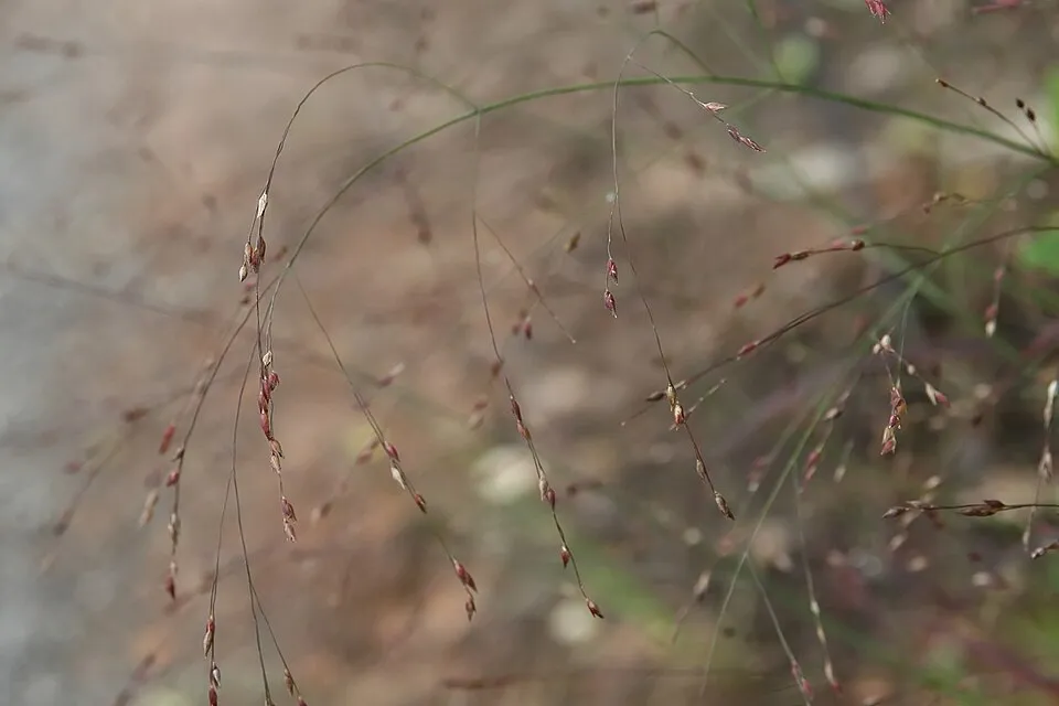 Amerikai díszköles / Panicum virgatum 'Sheandoah'