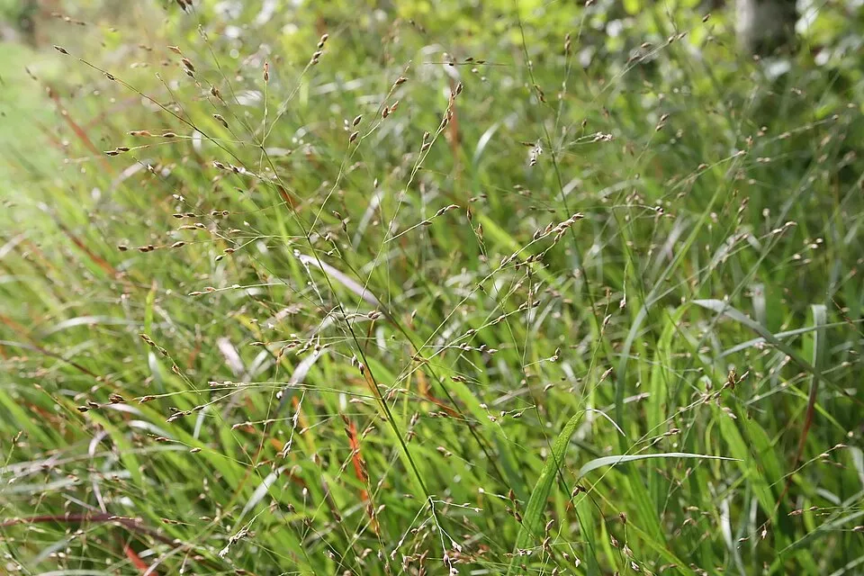 Amerikai díszköles / Panicum virgatum 'Sheandoah'