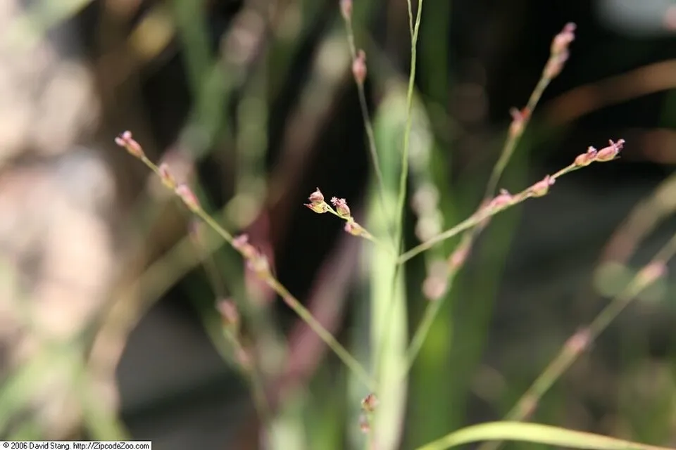 Amerikai díszköles / Panicum virgatum 'Sheandoah'
