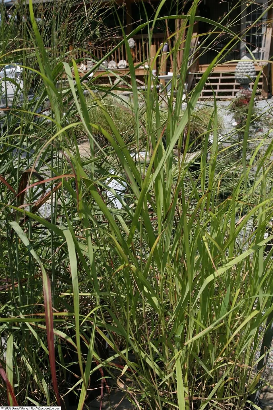 Amerikai díszköles / Panicum virgatum 'Sheandoah'