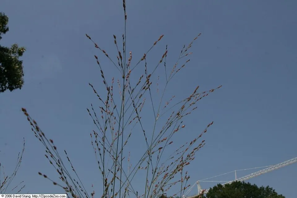 Amerikai díszköles / Panicum virgatum 'Sheandoah'