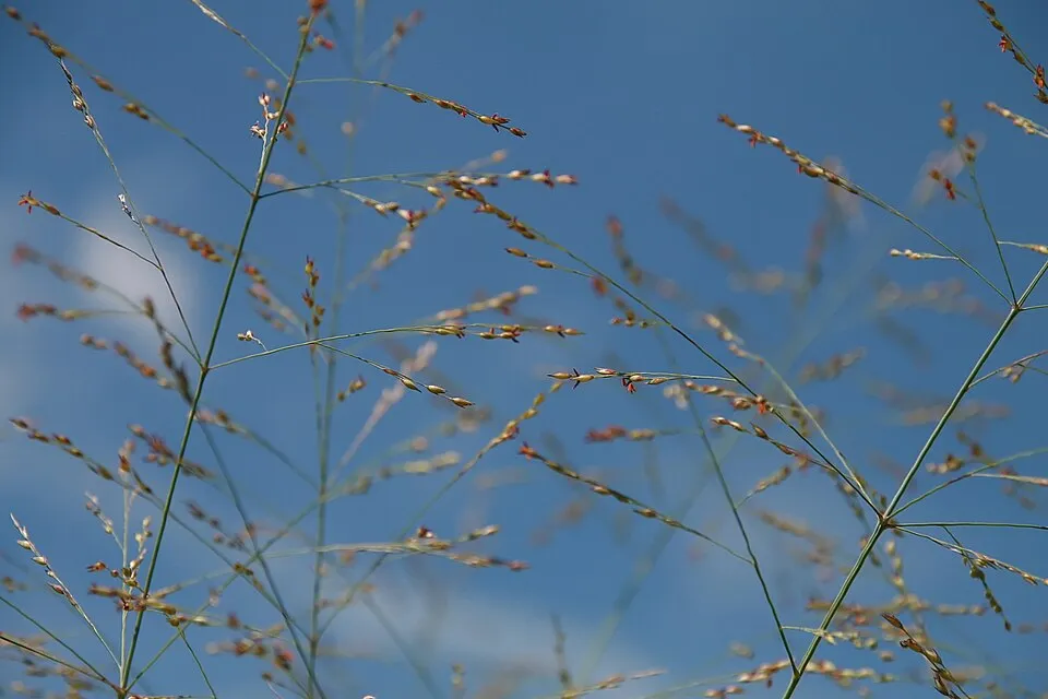 Amerikai díszköles / Panicum virgatum 'Sheandoah'