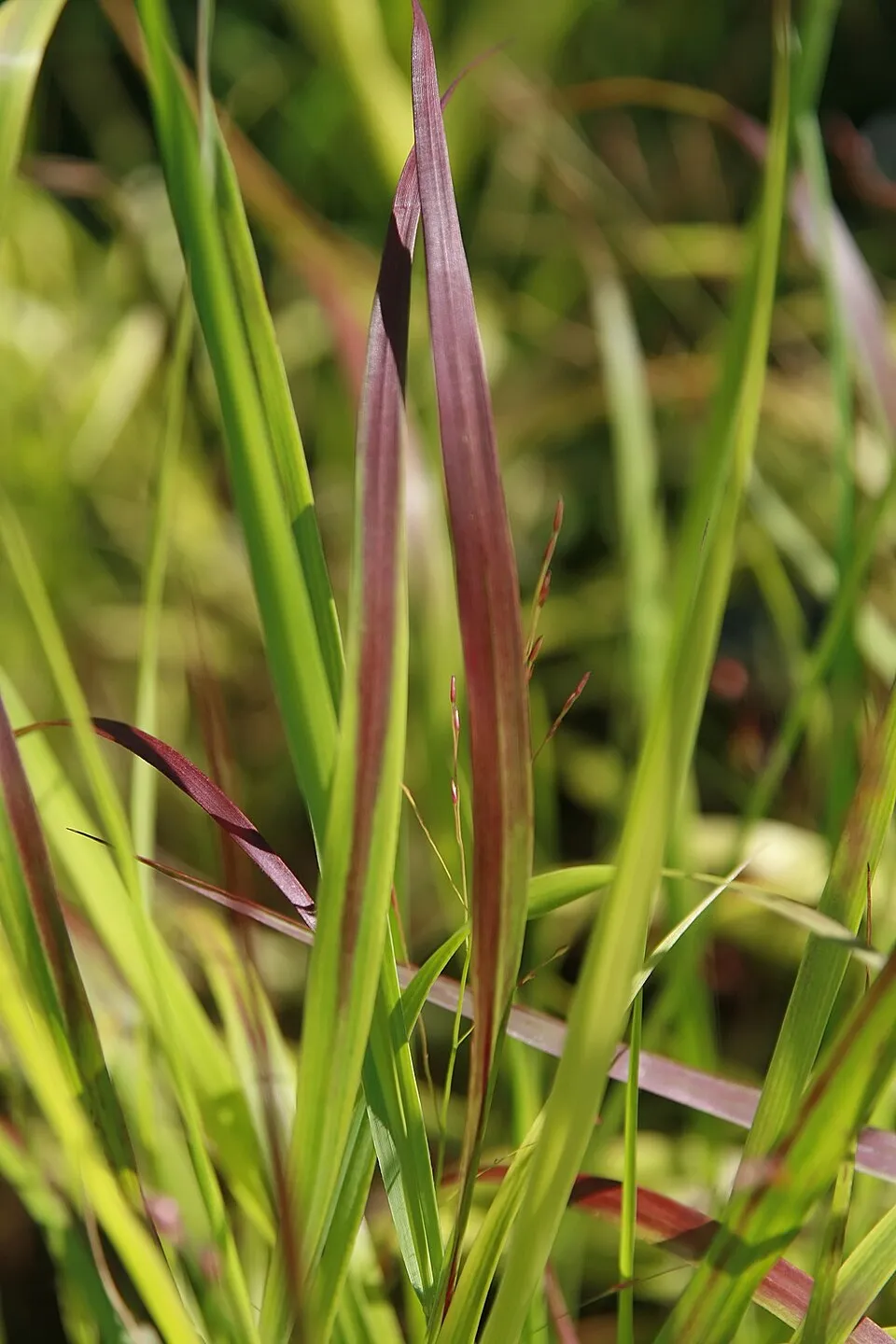 Amerikai díszköles / Panicum virgatum 'Sheandoah'