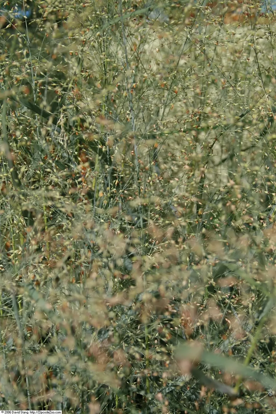 Amerikai díszköles / Panicum virgatum 'Sheandoah'