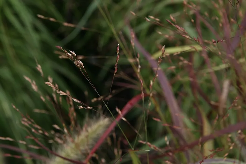 Amerikai díszköles / Panicum virgatum 'Sheandoah'