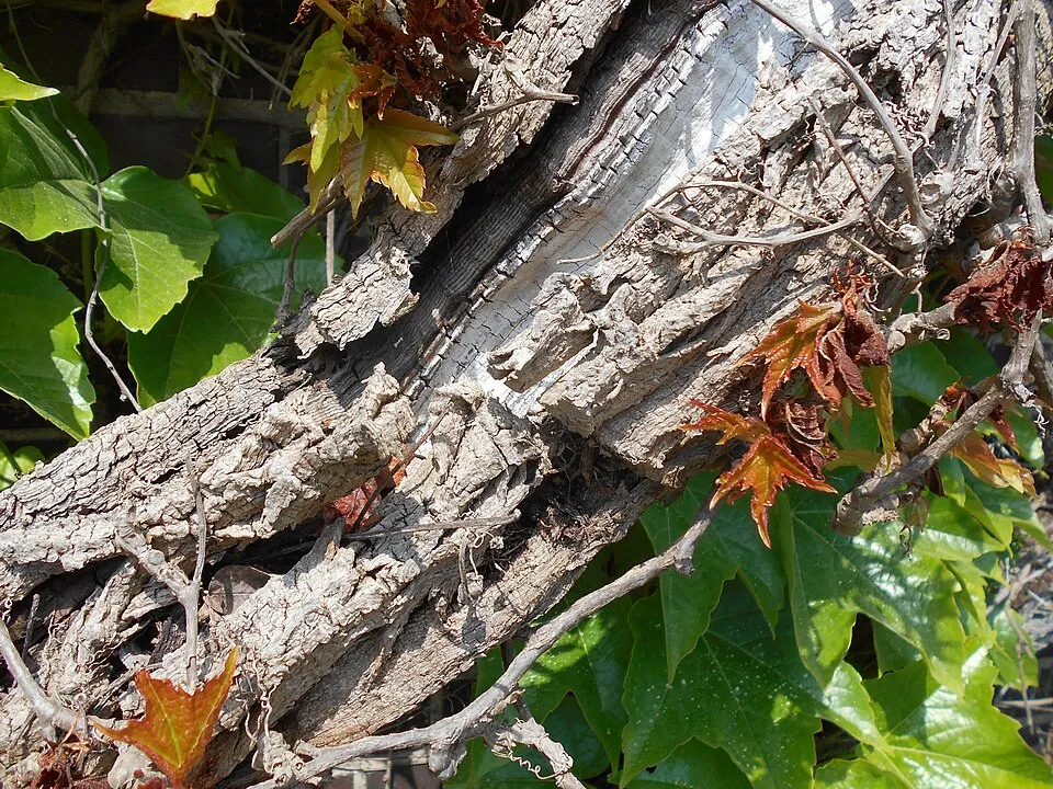 Tapadókorongos vadszőlő / Parthenocissus tricuspidata 'Veitchii'