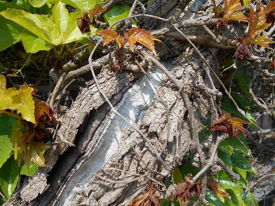 Tapadókorongos vadszőlő / Parthenocissus tricuspidata 'Veitchii'
