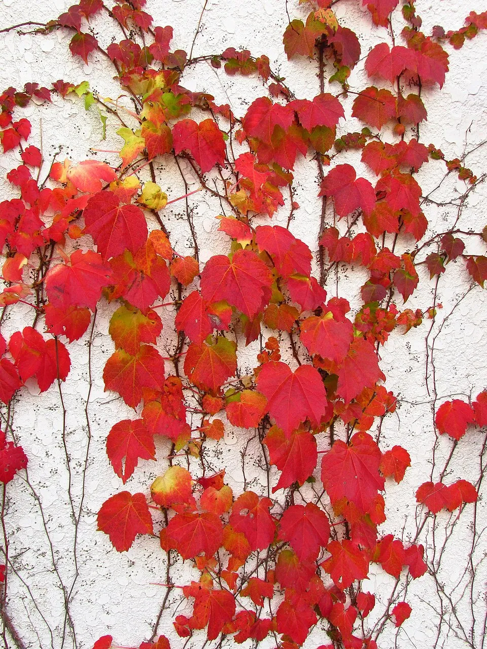 Tapadókorongos vadszőlő / Parthenocissus tricuspidata 'Veitchii'