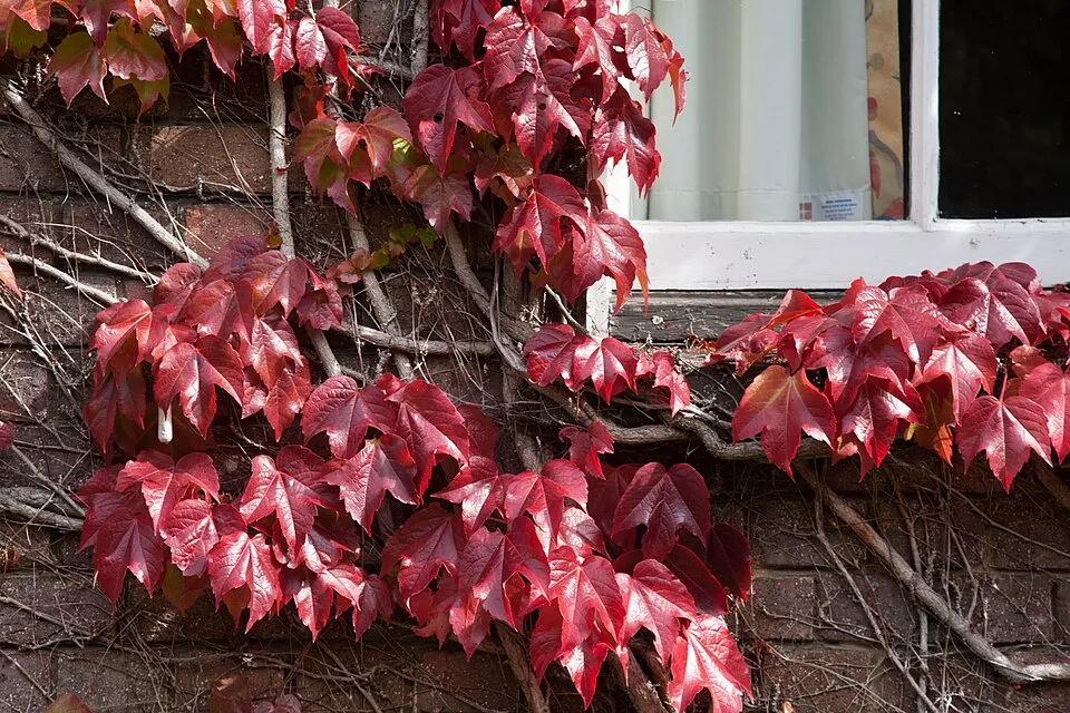 Tapadókorongos vadszőlő / Parthenocissus tricuspidata 'Veitchii'