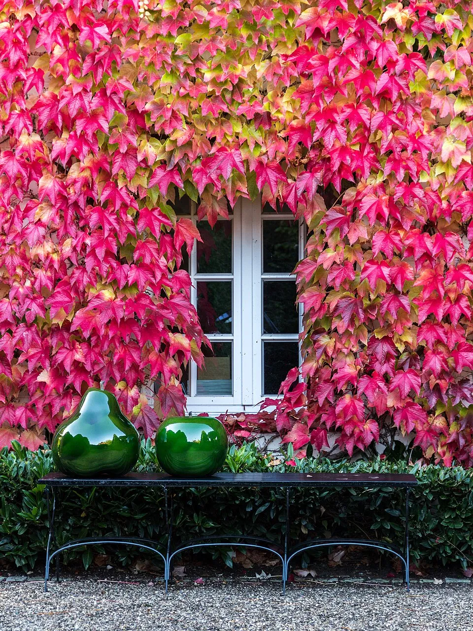 Tapadókorongos vadszőlő / Parthenocissus tricuspidata 'Veitchii'