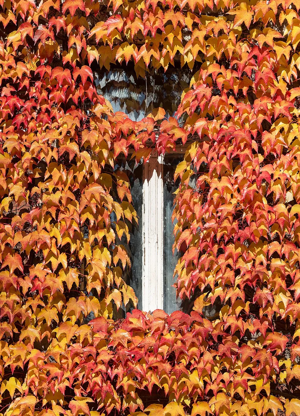 Tapadókorongos vadszőlő / Parthenocissus tricuspidata 'Veitchii'