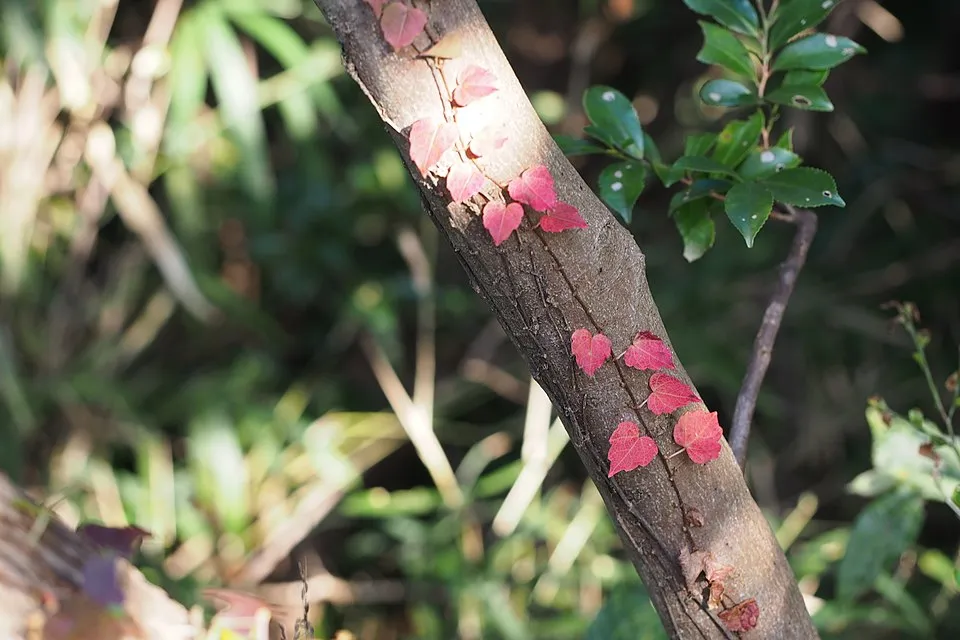 Tapadókorongos vadszőlő / Parthenocissus tricuspidata 'Veitchii'