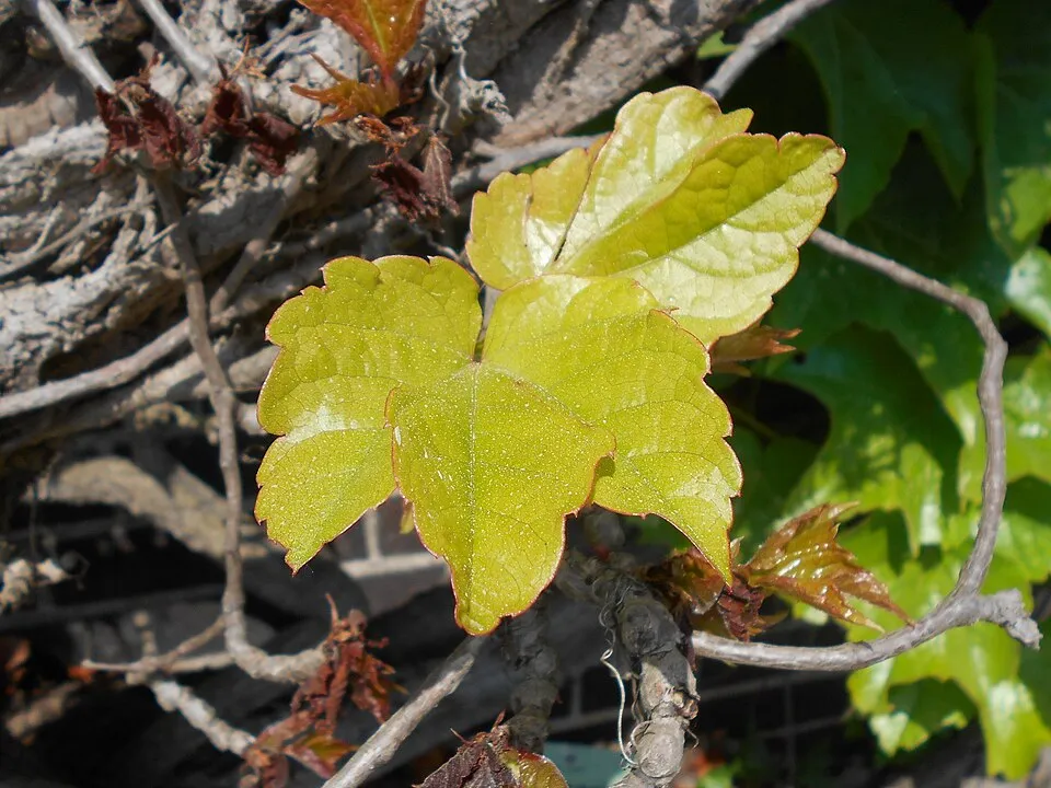 Tapadókorongos vadszőlő / Parthenocissus tricuspidata 'Veitchii'