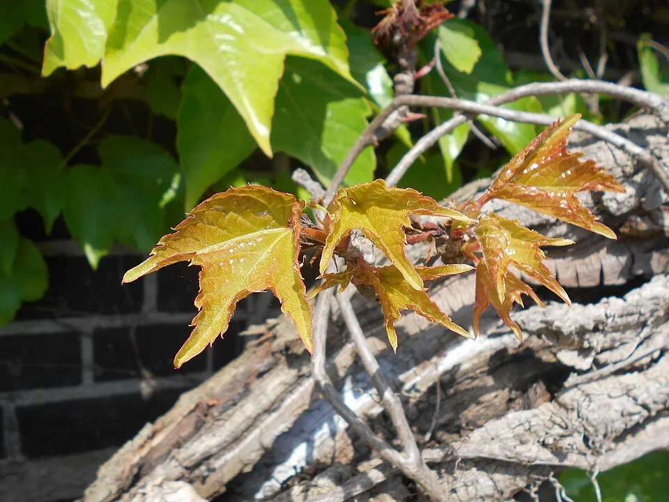 Tapadókorongos vadszőlő / Parthenocissus tricuspidata 'Veitchii'
