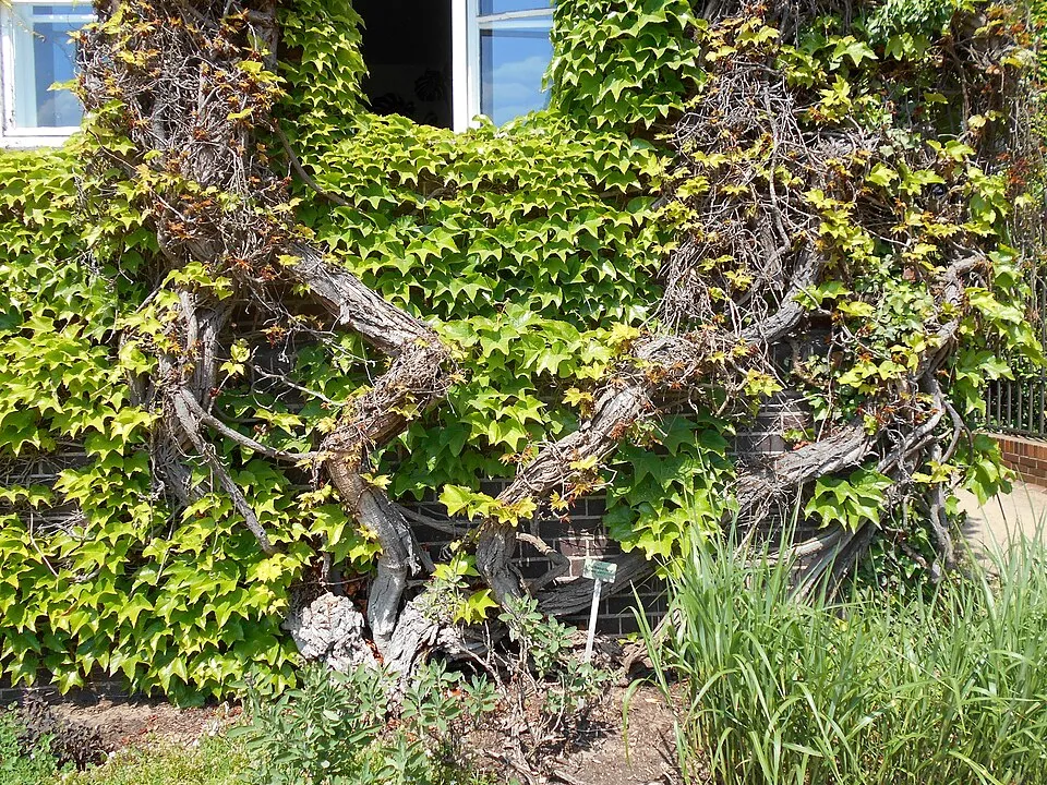 Tapadókorongos vadszőlő / Parthenocissus tricuspidata 'Veitchii'