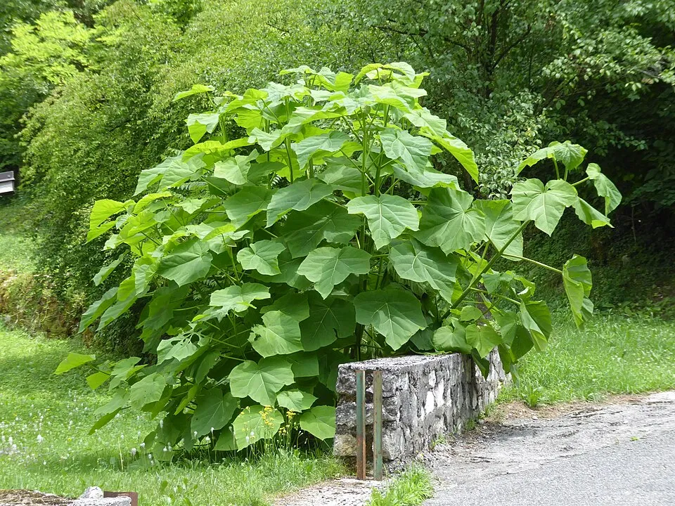 Császárfa / Paulownia tomentosa