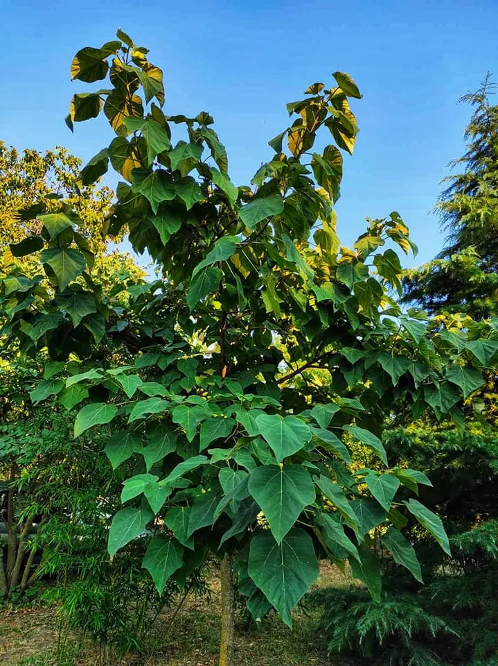 Császárfa / Paulownia tomentosa
