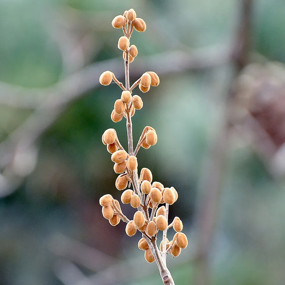 Császárfa / Paulownia tomentosa