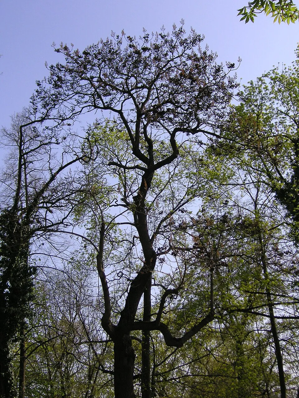 Császárfa / Paulownia tomentosa