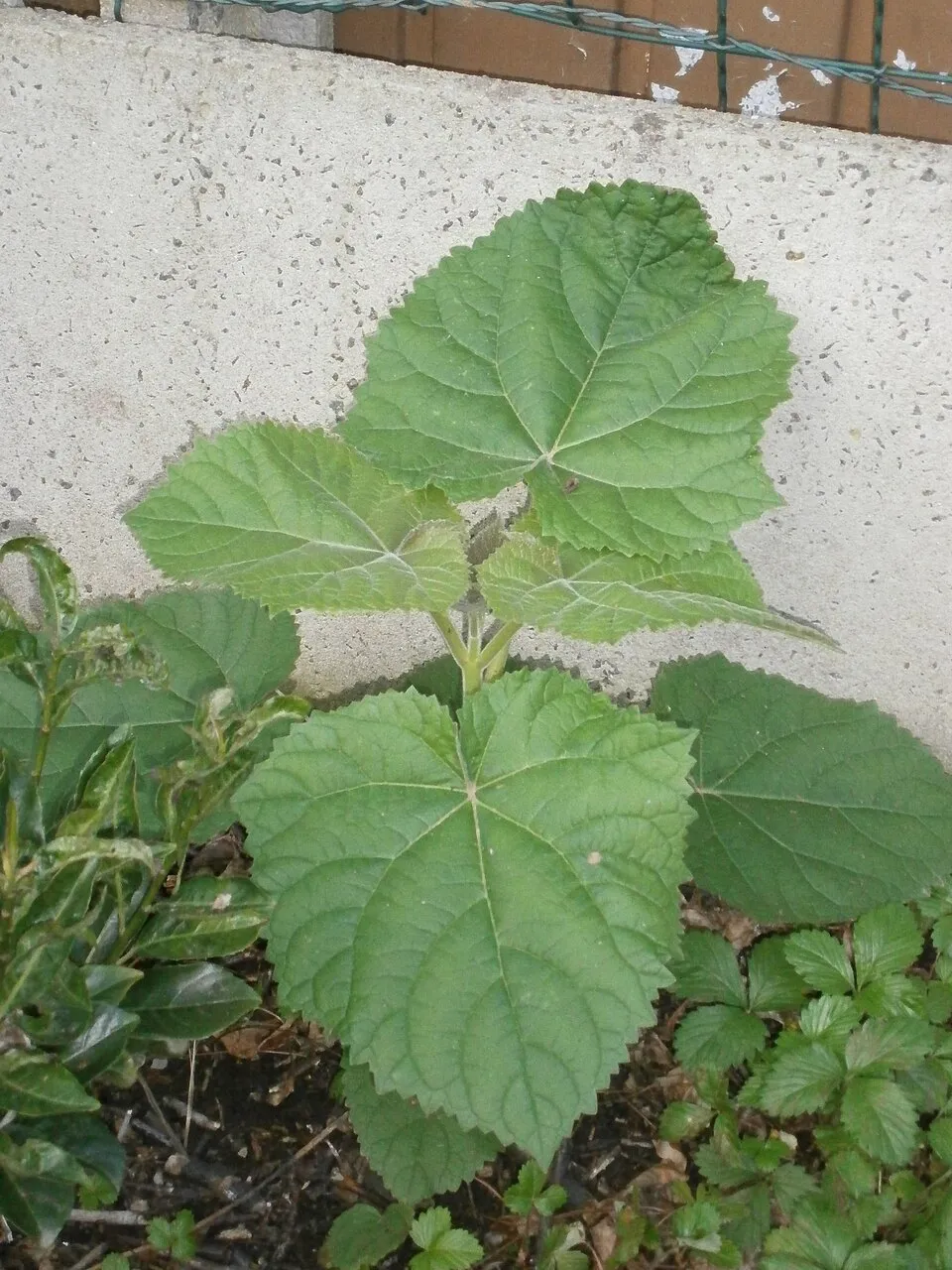 Császárfa / Paulownia tomentosa
