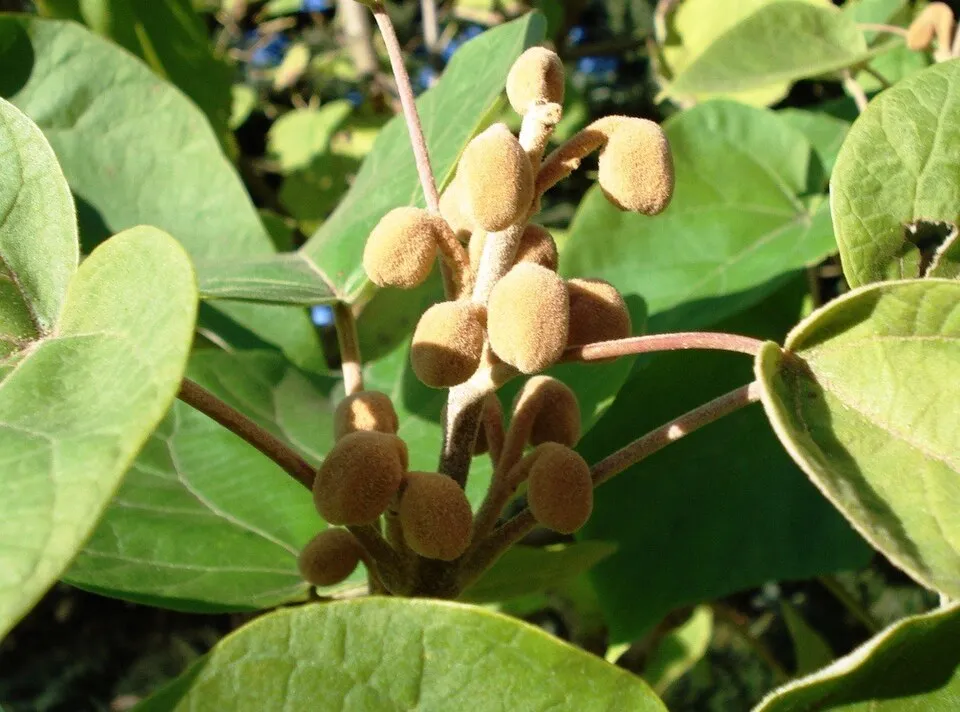 Császárfa / Paulownia tomentosa