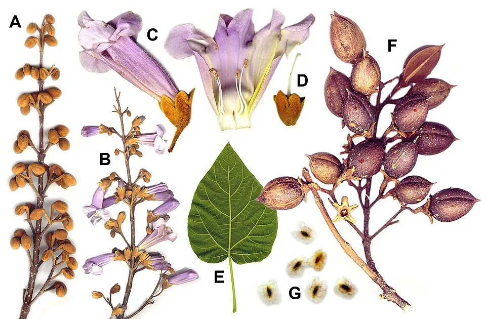 Császárfa / Paulownia tomentosa