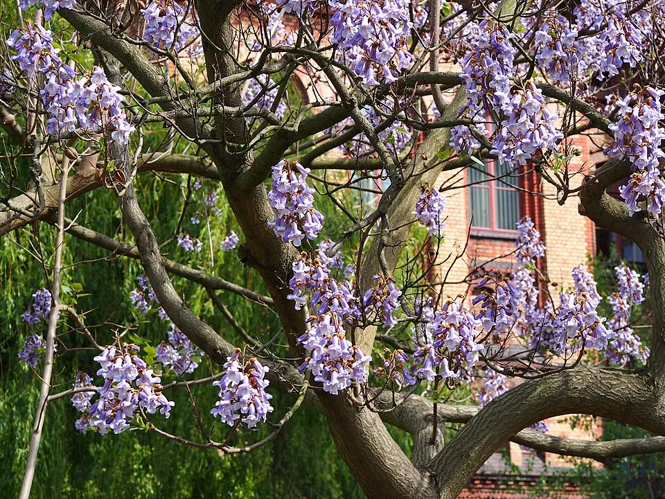Császárfa / Paulownia tomentosa