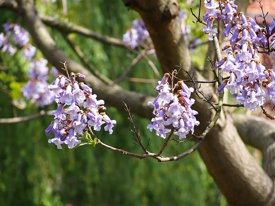Császárfa / Paulownia tomentosa
