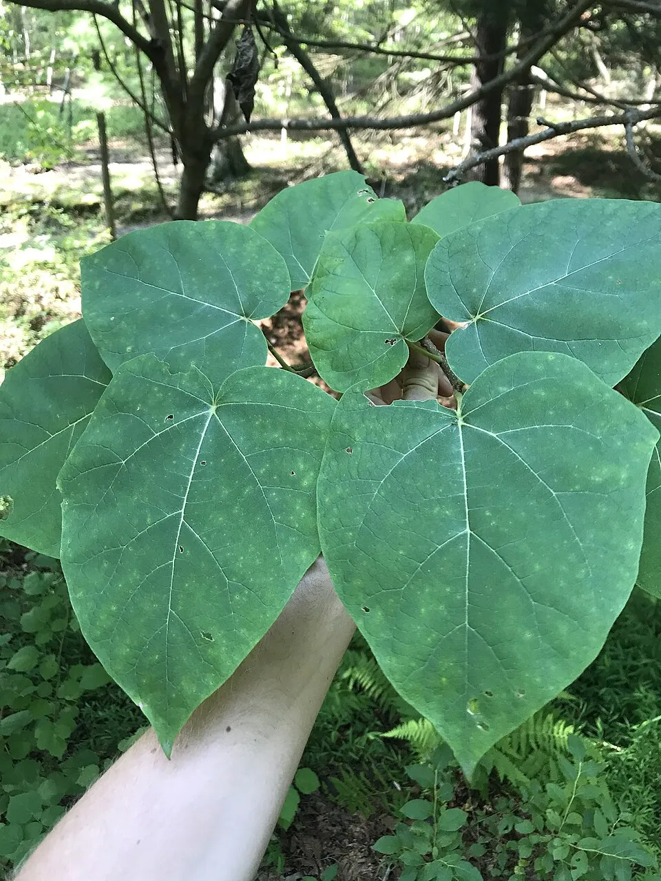 Császárfa / Paulownia tomentosa