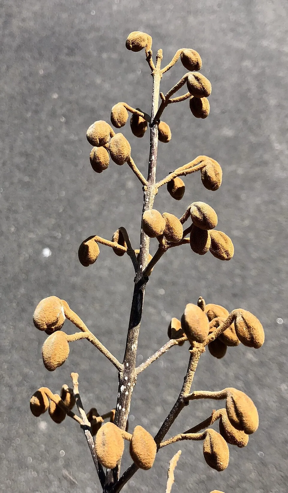 Császárfa / Paulownia tomentosa