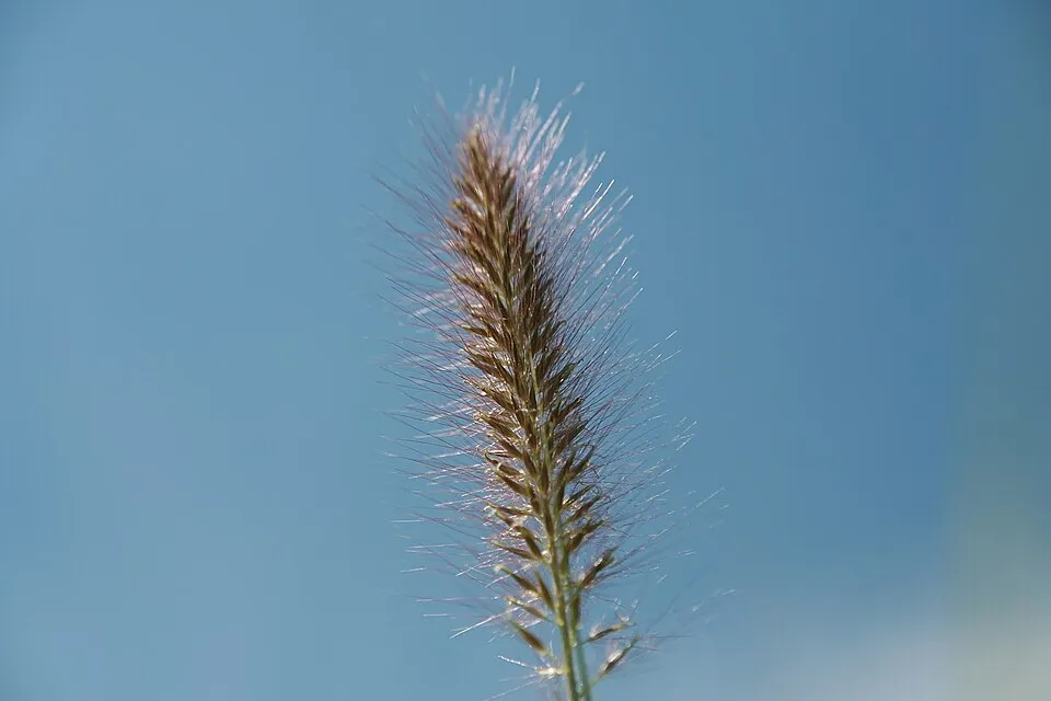 Tollborzfű / Pennisetum alopecuroides