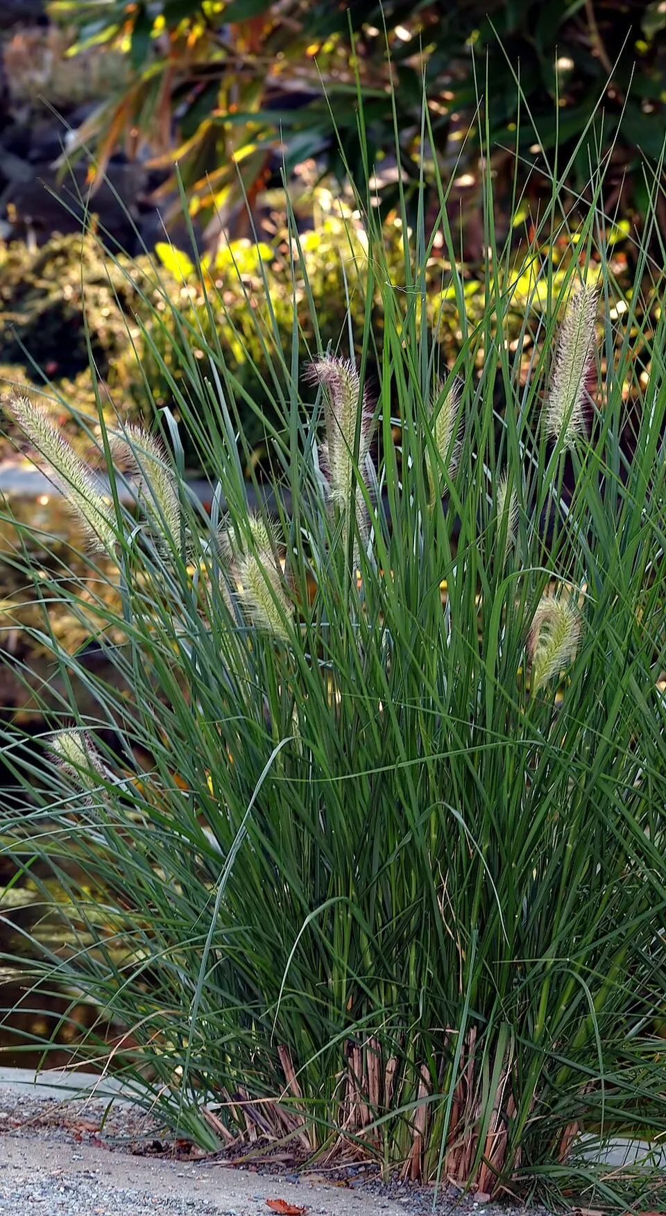 Tollborzfű / Pennisetum alopecuroides
