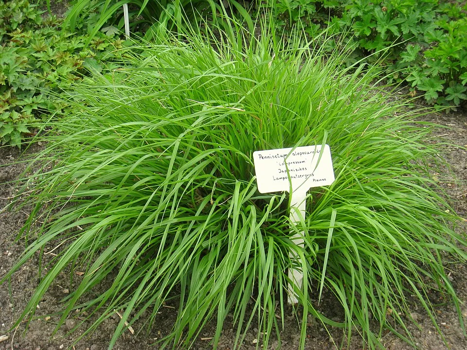 Tollborzfű / Pennisetum alopecuroides